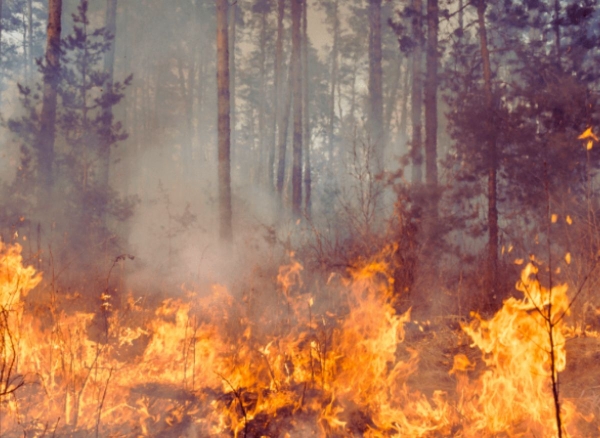  Verano sin incendios: cómo evitar riesgos para cuidar el ambiente
