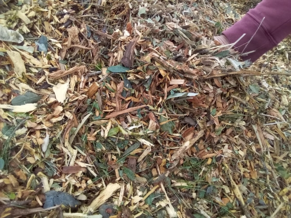 Chipeado gratuito en el Fuerte